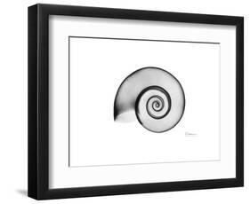 Ramshorn Snail Shell-Albert Koetsier-Framed Premium Giclee Print