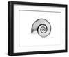 Ramshorn Snail Shell-Albert Koetsier-Framed Premium Giclee Print