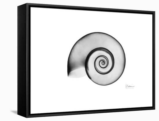 Ramshorn Snail Shell-Albert Koetsier-Framed Stretched Canvas