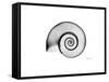 Ramshorn Snail Shell-Albert Koetsier-Framed Stretched Canvas