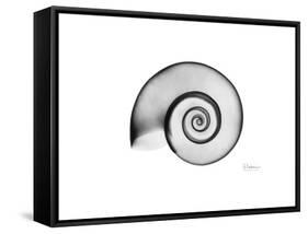 Ramshorn Snail Shell-Albert Koetsier-Framed Stretched Canvas