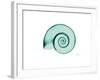 Ramshorn Snail Shell-Albert Koetsier-Framed Premium Giclee Print