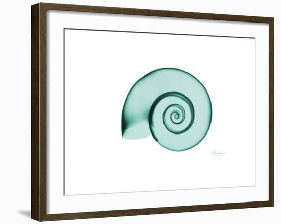 Ramshorn Snail Shell-Albert Koetsier-Framed Premium Giclee Print