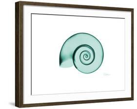 Ramshorn Snail Shell-Albert Koetsier-Framed Premium Giclee Print