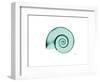 Ramshorn Snail Shell-Albert Koetsier-Framed Premium Giclee Print