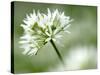 Ramson Wild Garlic Flower, Coombe Valley, Cornwall, UK-Ross Hoddinott-Stretched Canvas