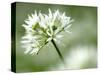 Ramson Wild Garlic Flower, Coombe Valley, Cornwall, UK-Ross Hoddinott-Stretched Canvas