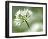 Ramson Wild Garlic Flower, Coombe Valley, Cornwall, UK-Ross Hoddinott-Framed Photographic Print