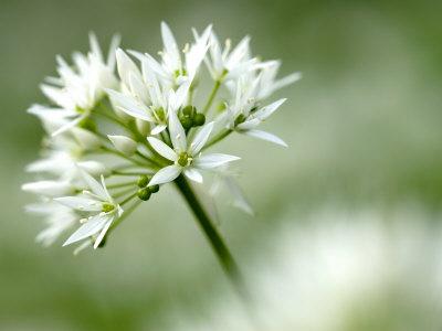  Ramson Wild Garlic Flower Coombe Valley Cornwall UK Photographic 