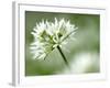 Ramson Wild Garlic Flower, Coombe Valley, Cornwall, UK-Ross Hoddinott-Framed Photographic Print