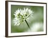 Ramson Wild Garlic Flower, Coombe Valley, Cornwall, UK-Ross Hoddinott-Framed Photographic Print