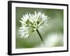 Ramson Wild Garlic Flower, Coombe Valley, Cornwall, UK-Ross Hoddinott-Framed Photographic Print