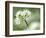 Ramson Wild Garlic Flower, Coombe Valley, Cornwall, UK-Ross Hoddinott-Framed Photographic Print