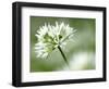 Ramson Wild Garlic Flower, Coombe Valley, Cornwall, UK-Ross Hoddinott-Framed Photographic Print
