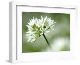 Ramson Wild Garlic Flower, Coombe Valley, Cornwall, UK-Ross Hoddinott-Framed Photographic Print