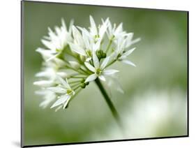 Ramson Wild Garlic Flower, Coombe Valley, Cornwall, UK-Ross Hoddinott-Mounted Photographic Print