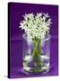 Ramsons (Wild Garlic) Flowers in a Glass-Sara Jones-Stretched Canvas