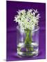 Ramsons (Wild Garlic) Flowers in a Glass-Sara Jones-Mounted Photographic Print