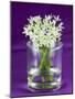 Ramsons (Wild Garlic) Flowers in a Glass-Sara Jones-Mounted Photographic Print