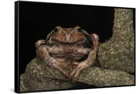 Rana Marsupial. Andes, Ecuador-Pete Oxford-Framed Stretched Canvas