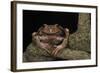 Rana Marsupial. Andes, Ecuador-Pete Oxford-Framed Photographic Print