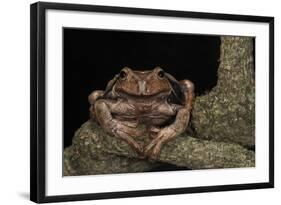 Rana Marsupial. Andes, Ecuador-Pete Oxford-Framed Photographic Print