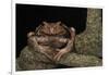 Rana Marsupial. Andes, Ecuador-Pete Oxford-Framed Photographic Print