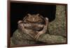 Rana Marsupial. Andes, Ecuador-Pete Oxford-Framed Photographic Print