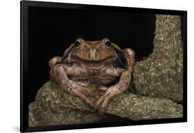 Rana Marsupial. Andes, Ecuador-Pete Oxford-Framed Photographic Print