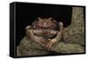 Rana Marsupial. Andes, Ecuador-Pete Oxford-Framed Stretched Canvas