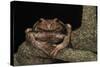 Rana Marsupial. Andes, Ecuador-Pete Oxford-Stretched Canvas