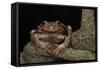 Rana Marsupial. Andes, Ecuador-Pete Oxford-Framed Stretched Canvas