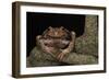 Rana Marsupial. Andes, Ecuador-Pete Oxford-Framed Photographic Print