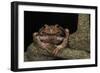 Rana Marsupial. Andes, Ecuador-Pete Oxford-Framed Photographic Print