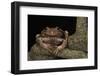 Rana Marsupial. Andes, Ecuador-Pete Oxford-Framed Photographic Print