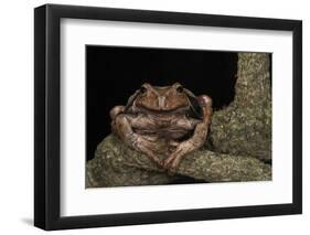 Rana Marsupial. Andes, Ecuador-Pete Oxford-Framed Photographic Print