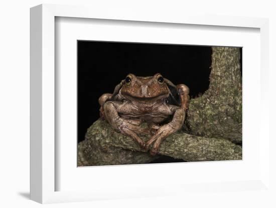 Rana Marsupial. Andes, Ecuador-Pete Oxford-Framed Photographic Print