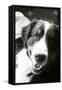 Ranch Dog Black and White-Karyn Millet-Framed Stretched Canvas