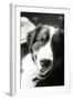 Ranch Dog Black and White-Karyn Millet-Framed Photographic Print