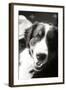 Ranch Dog Black and White-Karyn Millet-Framed Photographic Print