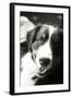 Ranch Dog Black and White-Karyn Millet-Framed Photographic Print