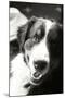 Ranch Dog Black and White-Karyn Millet-Mounted Photographic Print