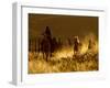 Ranch Living at The Ponderosa Ranch, Seneca, Oregon, USA-Joe Restuccia III-Framed Premium Photographic Print