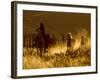 Ranch Living at The Ponderosa Ranch, Seneca, Oregon, USA-Joe Restuccia III-Framed Photographic Print