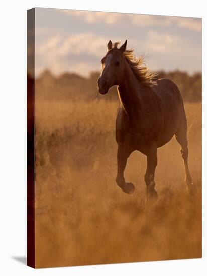 Ranch Living at The Ponderosa Ranch, Seneca, Oregon, USA-Joe Restuccia III-Stretched Canvas