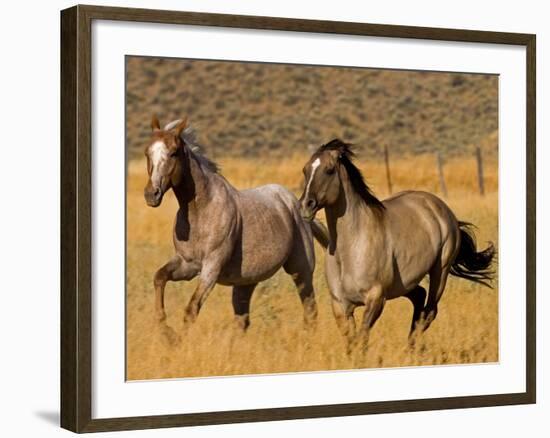 Ranch Living at The Ponderosa Ranch, Seneca, Oregon, USA-Joe Restuccia III-Framed Photographic Print