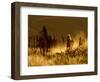 Ranch Living at The Ponderosa Ranch, Seneca, Oregon, USA-Joe Restuccia III-Framed Photographic Print