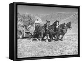 Rancher Dragging Mound of Hay to Feed His Beef Cattle at the Abbott Ranch-Bernard Hoffman-Framed Stretched Canvas