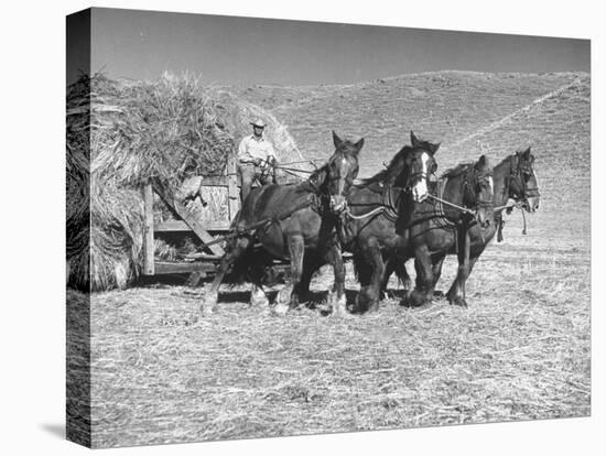 Rancher Dragging Mound of Hay to Feed His Beef Cattle at the Abbott Ranch-Bernard Hoffman-Stretched Canvas