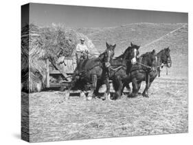 Rancher Dragging Mound of Hay to Feed His Beef Cattle at the Abbott Ranch-Bernard Hoffman-Stretched Canvas